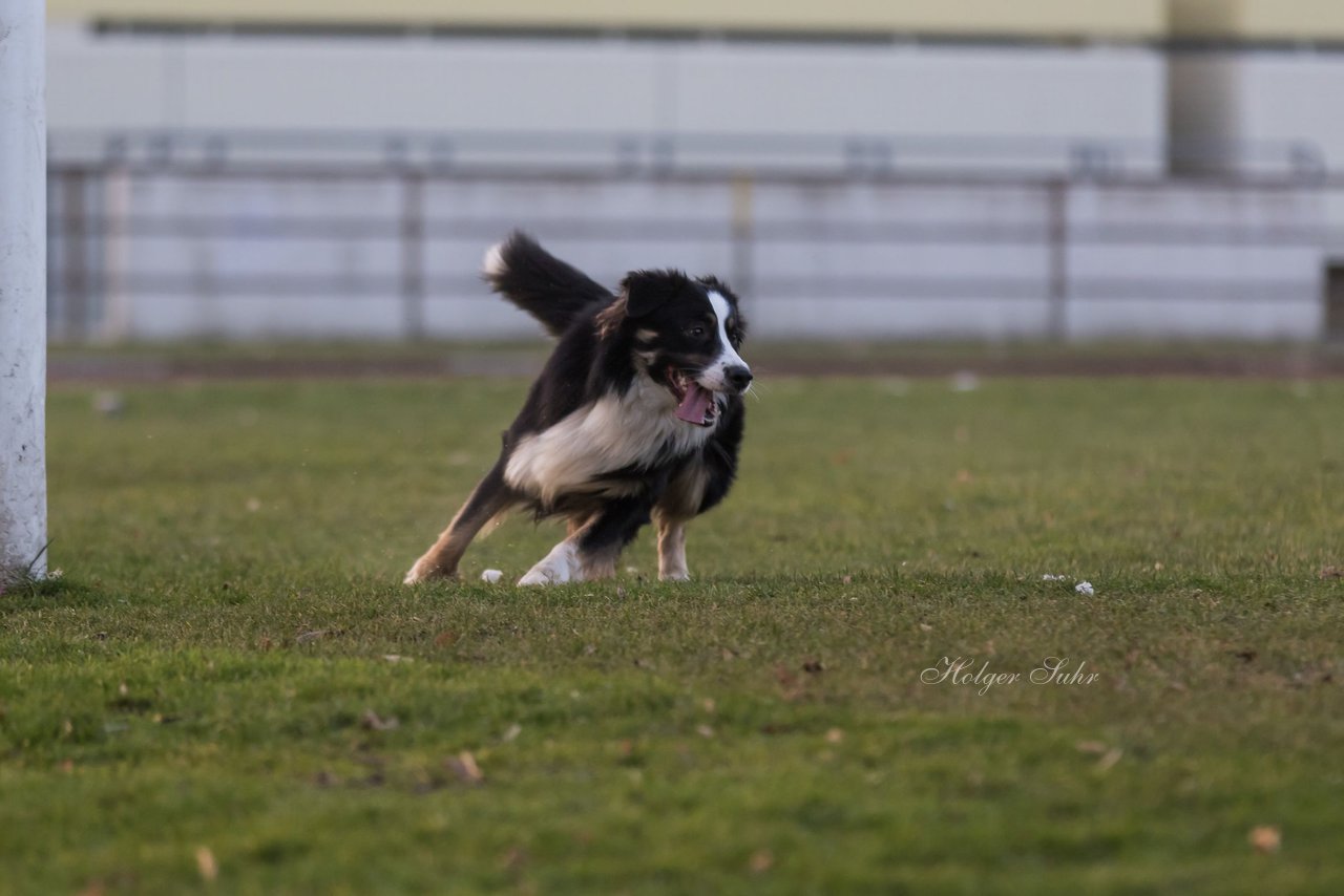 Bild 35 - Hundeshooting